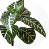 آشیانه پرنده