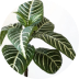 آشیانه پرنده