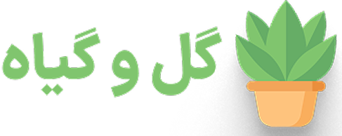 لوگوی اصلی گل گیه